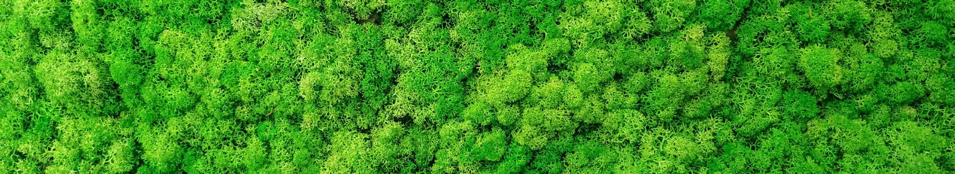 banner - zielone rośliny